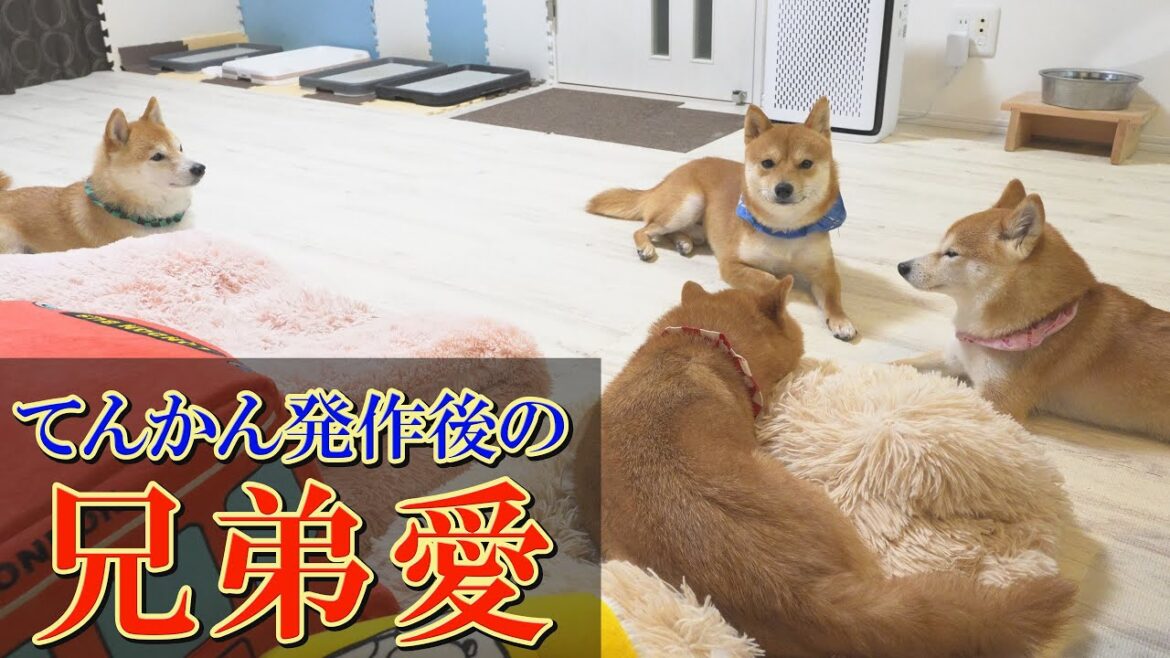 発作を起こした兄柴犬が暴れ出すと、飼い主に「止めて!」と必死にアピールしてくる弟柴犬の愛に感動しました・・・ 発作を起こした兄柴犬が暴れ出すと、飼い主に「止めて!」と必死にアピールしてくる弟柴犬の愛に感動しました・・・