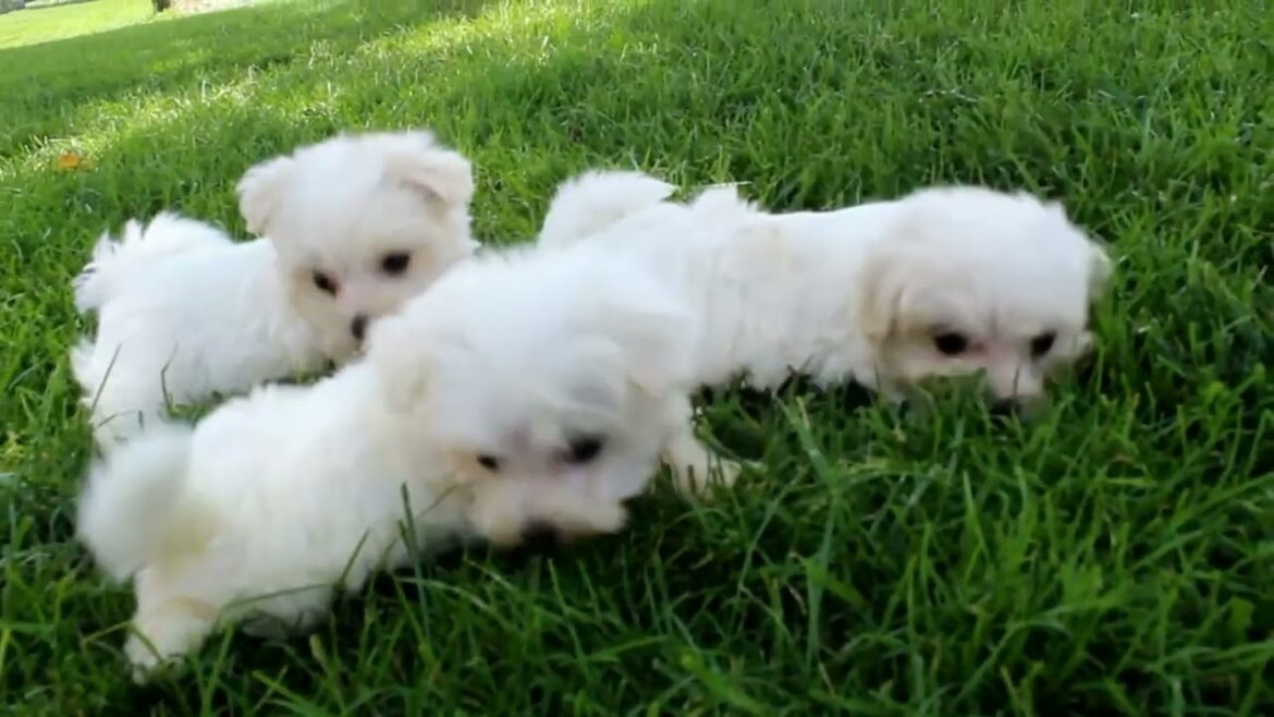 Maltese Puppies For Sale