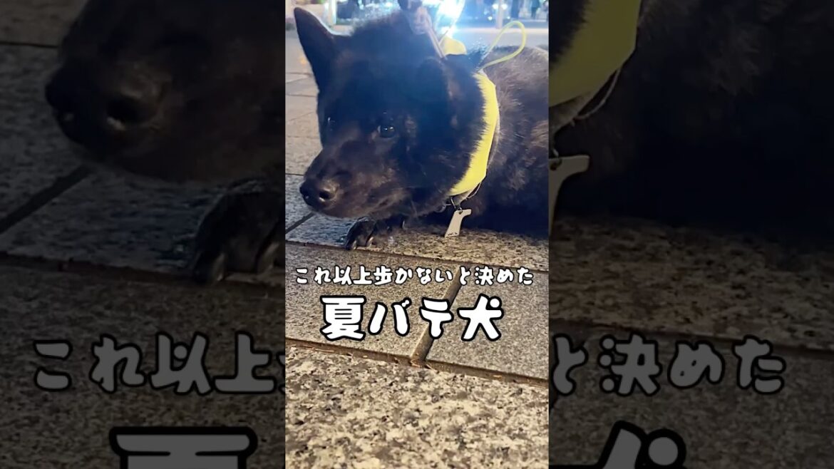 散歩拒否する、甲斐犬やぶ🐕#ペット #犬 #甲斐犬 #いぬのいる生活 #甲斐犬やぶ