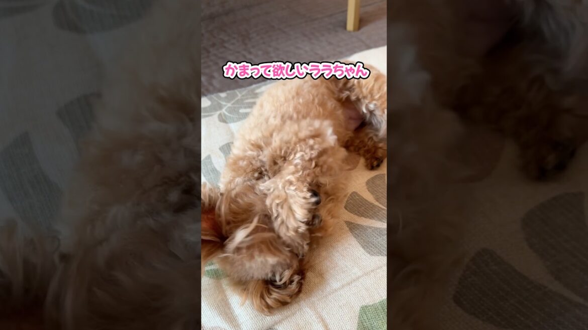 派手に甘える妹犬と静かに甘える姉犬 #shorts #トイプードル #可愛い犬