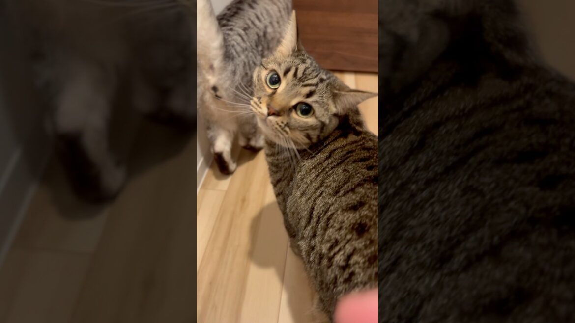 大好きなパパ帰宅で猫たちが大喜び!? #shorts #猫 #cat 大好きなパパ帰宅で猫たちが大喜び!? #shorts #猫 #cat