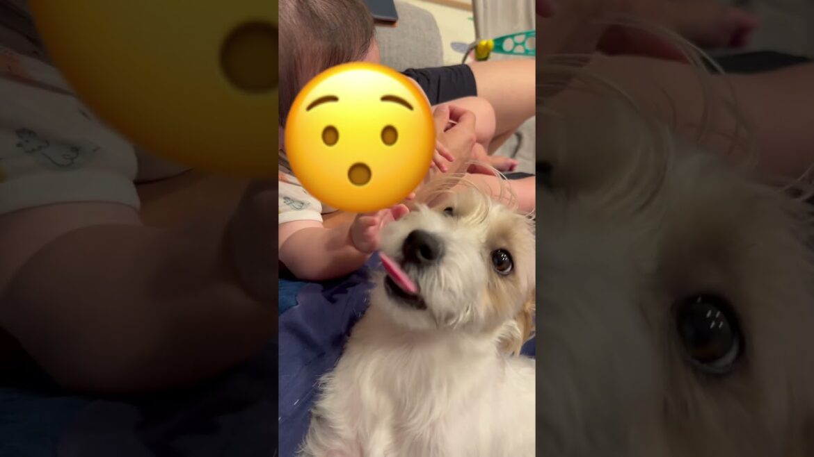 兄弟になって半年🐶👶 #ジャックラッセルテリア #犬 #赤ちゃん #犬のいる暮らし