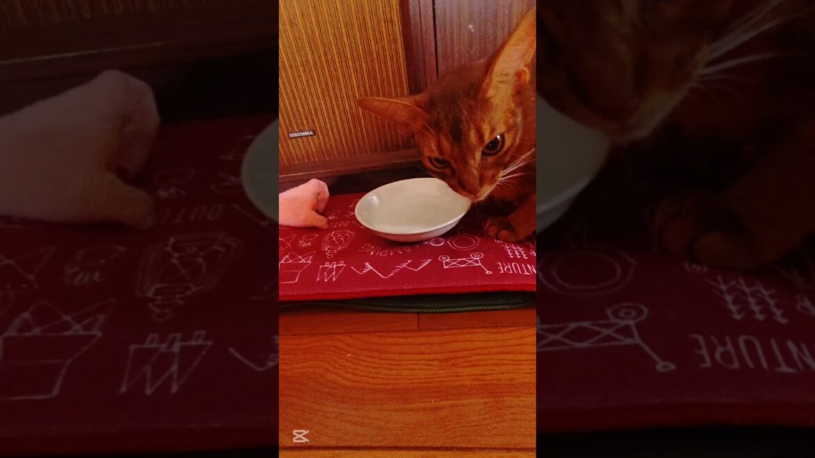 ❇️熱中症対策🐈🎶⸒⸒memories of 2025【abyssinian cat boy】  ❇️熱中症対策🐈🎶⸒⸒memories of 2025【abyssinian cat boy】