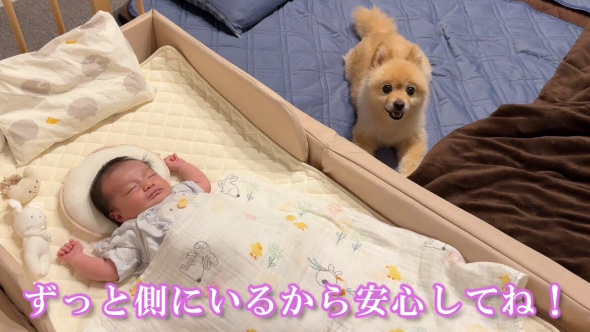 赤ちゃんの側から離れようとしないポメラニアンの行動が感動的でした…