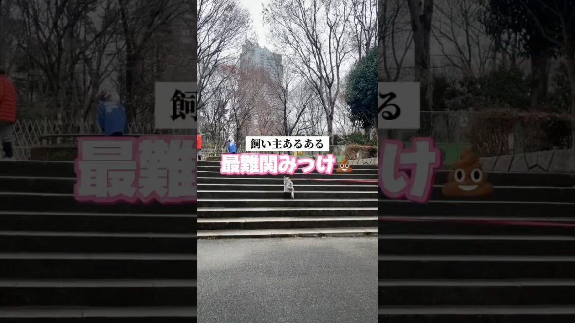 🐶飼い主あるある【ミニチュアシュナウザー】愛犬の〇〇探し！