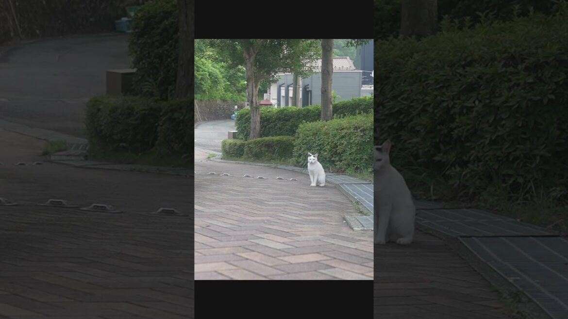 暑くってお散歩もだるだるニャン。のんびり、ゆるゆる歩いてニャ。やる気なしニャン。#熱海 #散歩 #伊豆 #ジャパニーズボブテイル #保護猫 #野良猫 #猫のいる暮らし