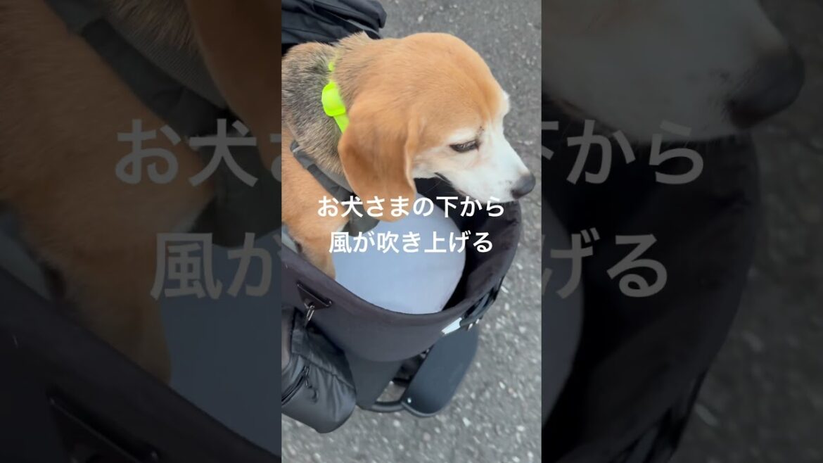 素晴らしい散歩グッズを買ってもらったビーグルさま#ビーグル#beagle#shorts