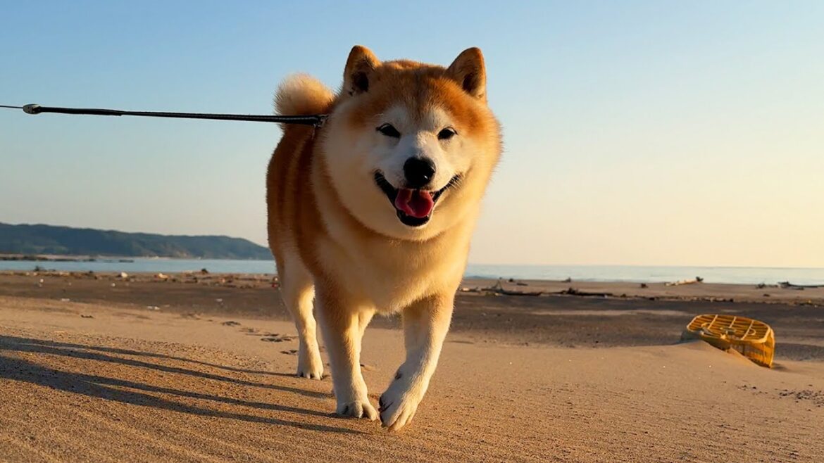休憩地点をみつけた柴犬