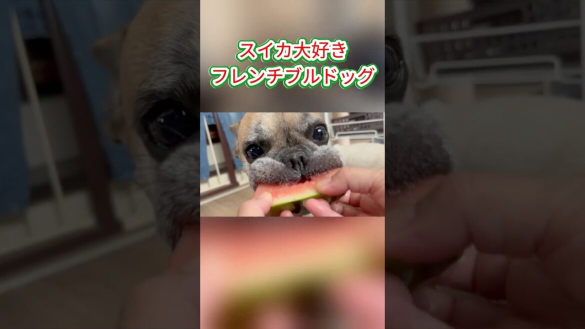 スイカを上手に食べるフレンチブルドッグ #shorts  #frenchbulldog #フレンチブルドッグ #スイカ #watermelon