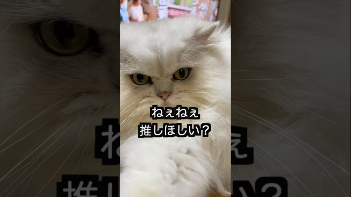 今推しがいないそこの君！#ペルシャ猫 #猫 #shorts #猫のいる暮らし #もふもふ
