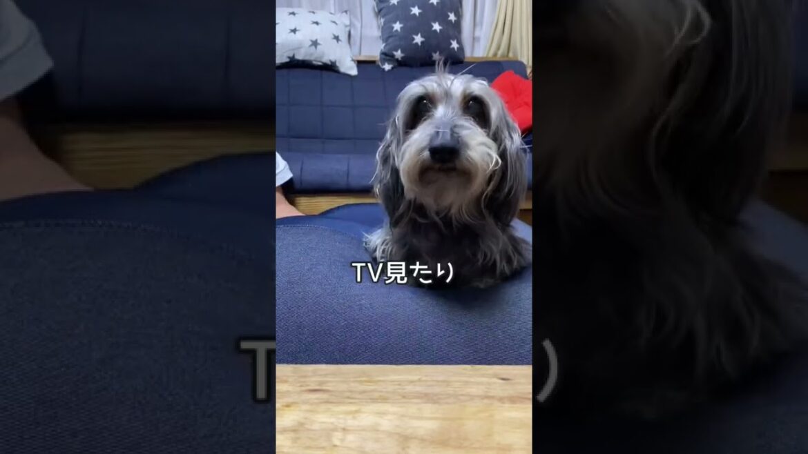 最近のお気に入り【ミニチュアダックスワイヤー】ビーズクッション