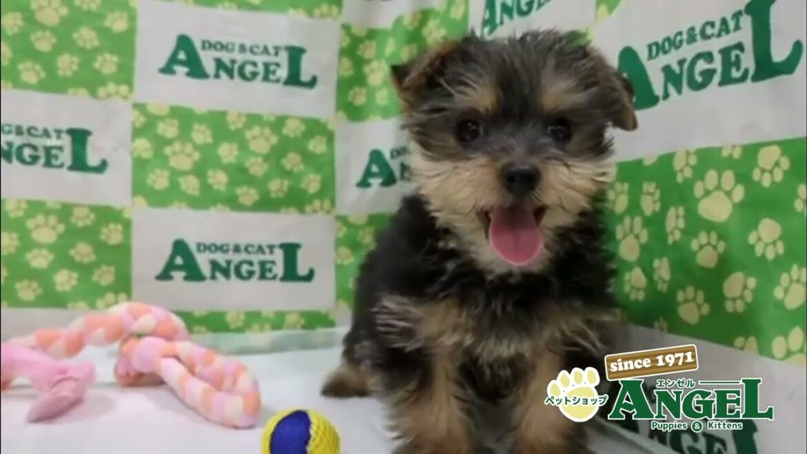 ヨークシャーテリア 2507030 【ペットショップエンゼル　子犬・子猫販売】