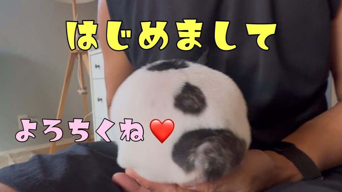 なんとこの度フレブル7兄弟になりました㊗1.3キロのパイドちゃんお披露目します！