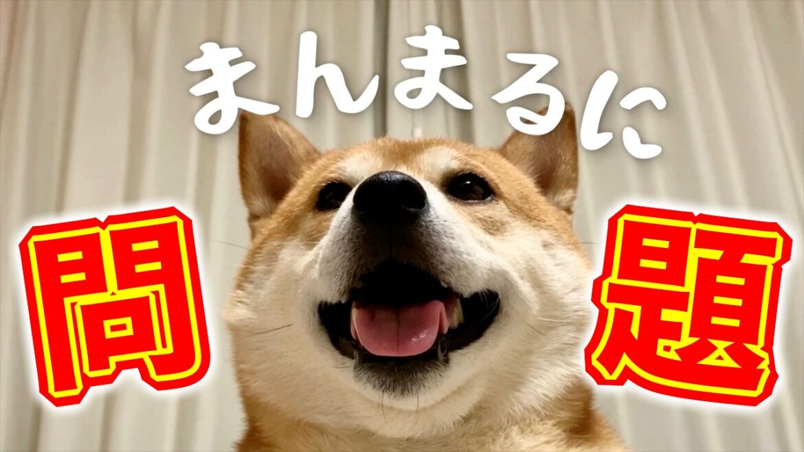 【激ムズ】深夜テンション柴犬クイズで頭の体操をしよう！！