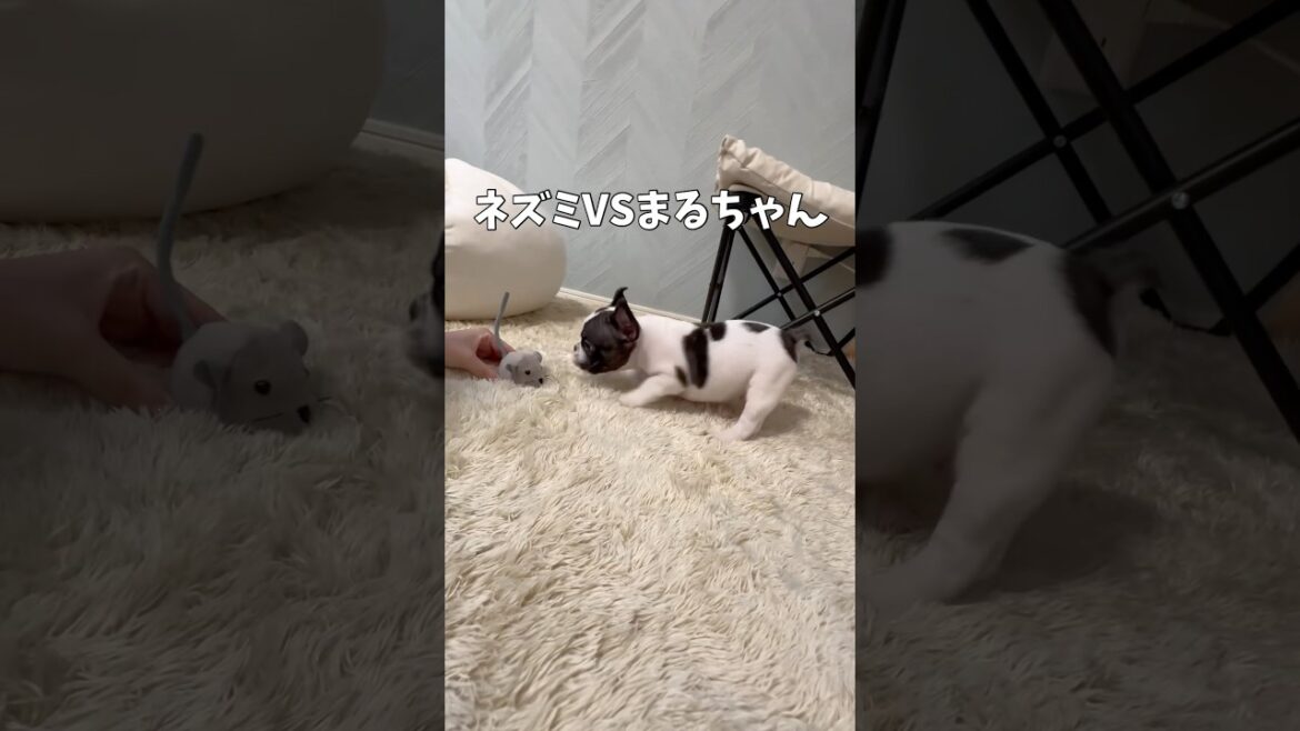 初めてネズミと戦うフレンチブルドッグパピー🔥#shorts#shortsvideo #frebull #frenchbulldog #フレンチブルドッグ #フレブルパピー2ヶ月