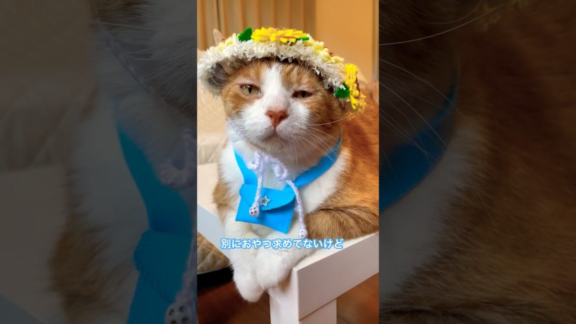 横でおやつ食べられたら満腹でも腹減るでぶ猫 #猫のいる暮らし #ねこ動画 #shorts #替え歌