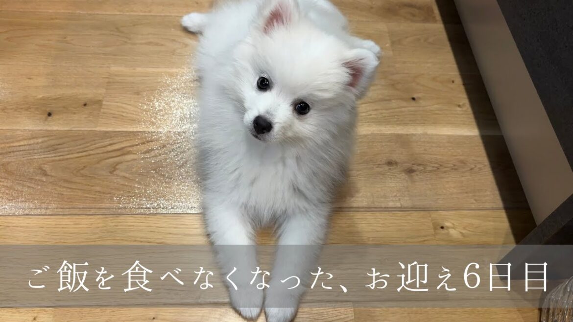 【お迎え6日目】ご飯を食べなくなった/puppy has stopped eating dogfood