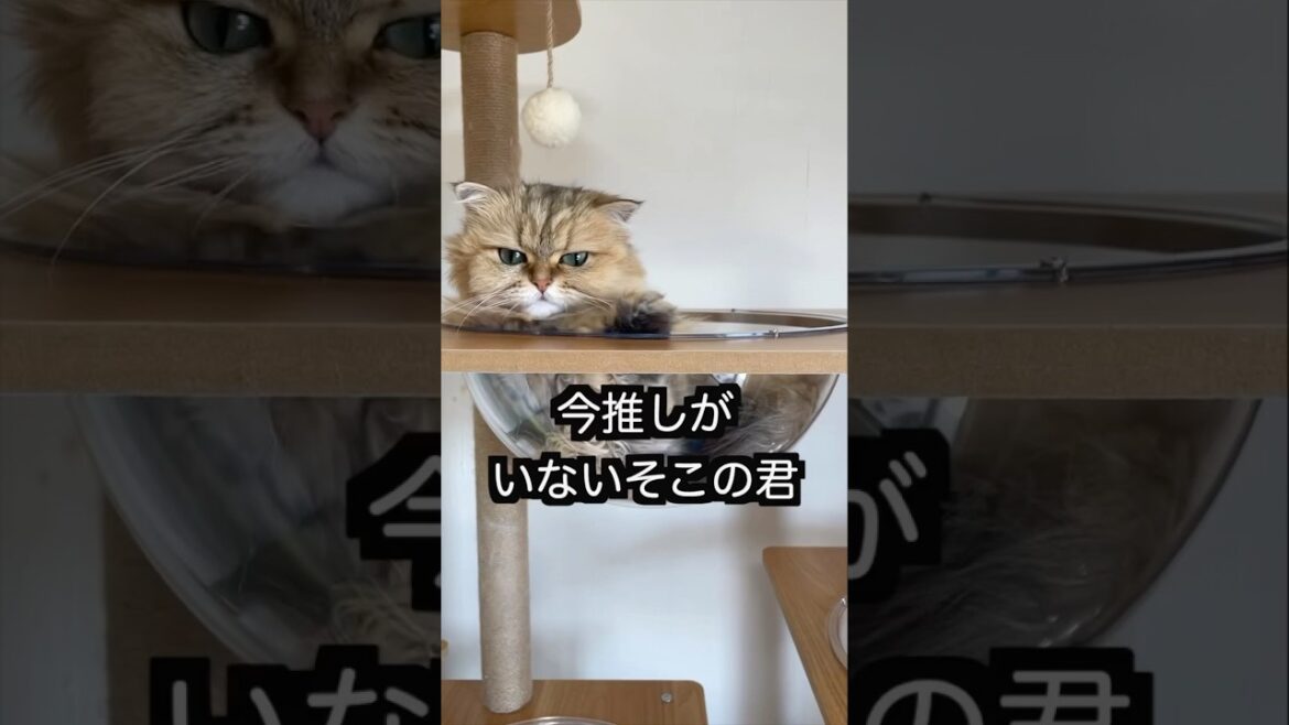 今推しがいないそこの君！#ペルシャ猫 #猫のいる暮らし #猫 #もふもふ #猫