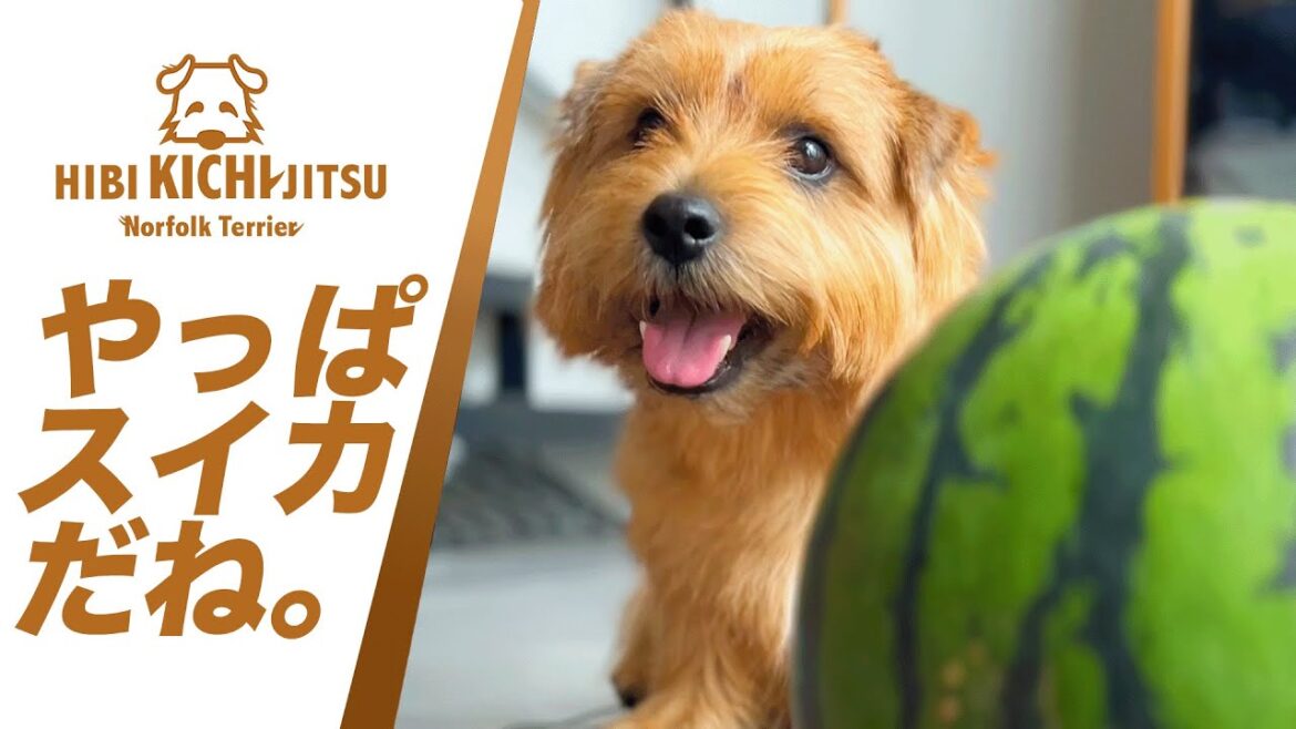 愛犬キチ 大好きなSuika(スイカ) 【ノーフォークテリア  norfolkterrier  犬 dog watermelon 】