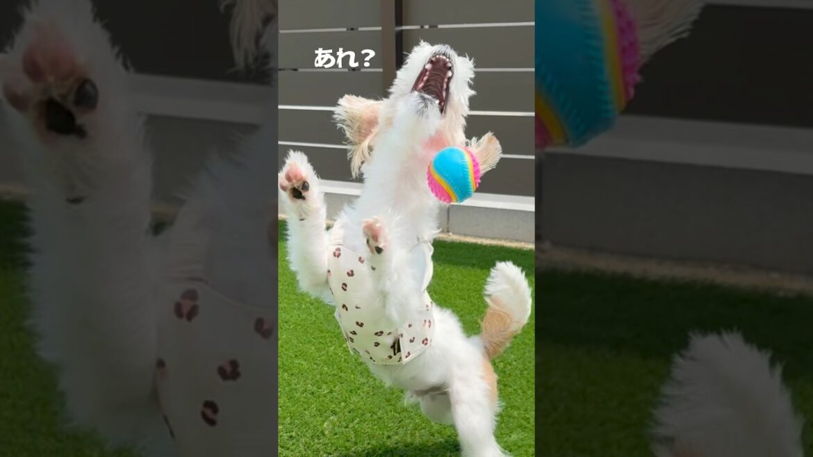 盛大に失敗する我が子#ジャックラッセルテリア #犬 #癒し #犬のいる暮らし