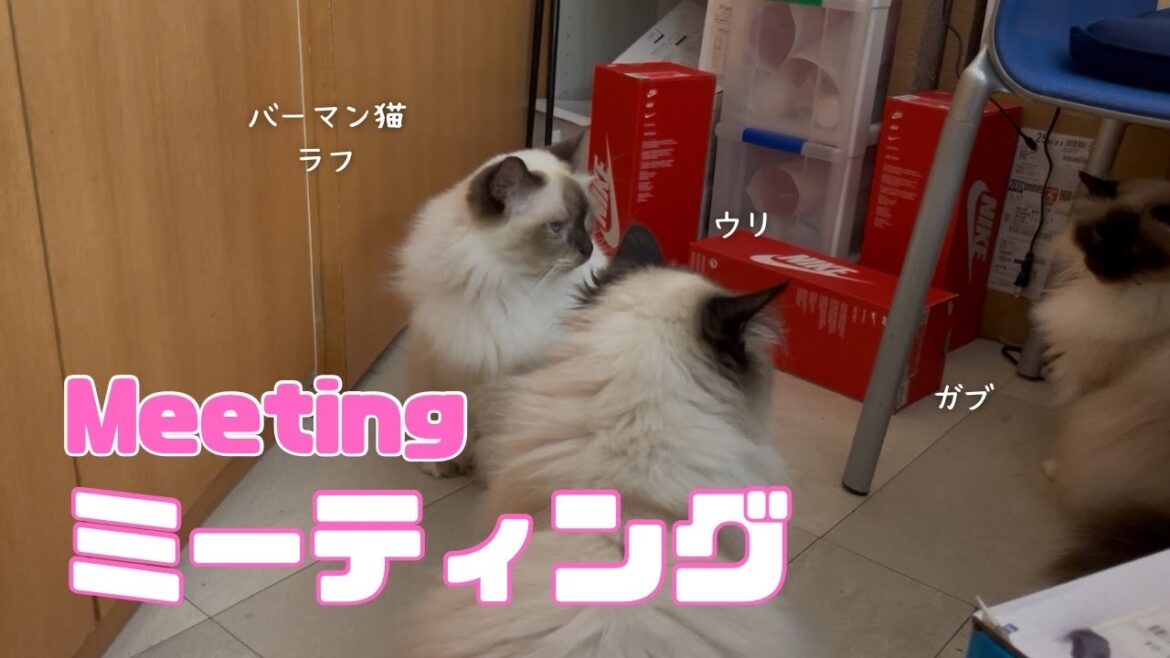 バーマン猫ラフとガブとウリ【ミーティング】Meeting（バーマン猫）Birman/Cat