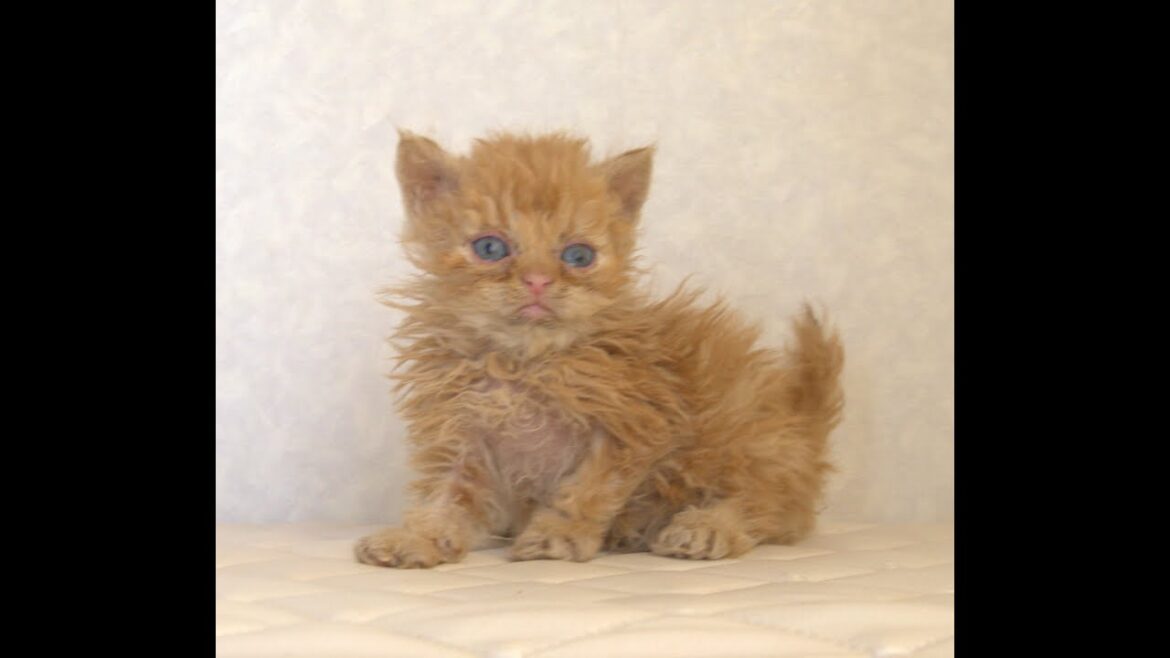 セルカークレックス子猫 Selkirk Rex 2025.5.28産まれ レッドタビー 巻き毛 セミロング 男の子 シーダキャット猫のお店 セルカークレックス子猫 Selkirk Rex 2025.5.28産まれ レッドタビー 巻き毛 セミロング 男の子 シーダキャット猫のお店