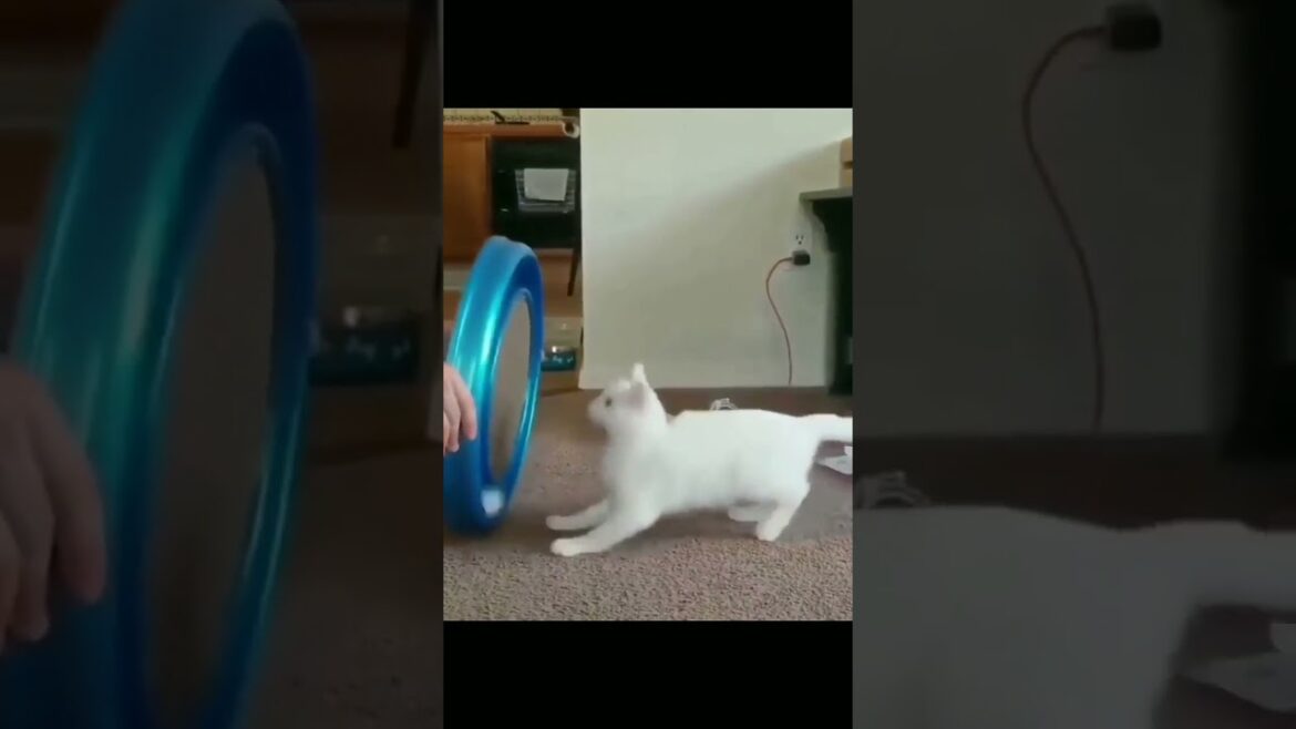 Play cat 🐈😺 she enjoyed it 😂😂 #kitty #puppy #wildlife #funny #shorts