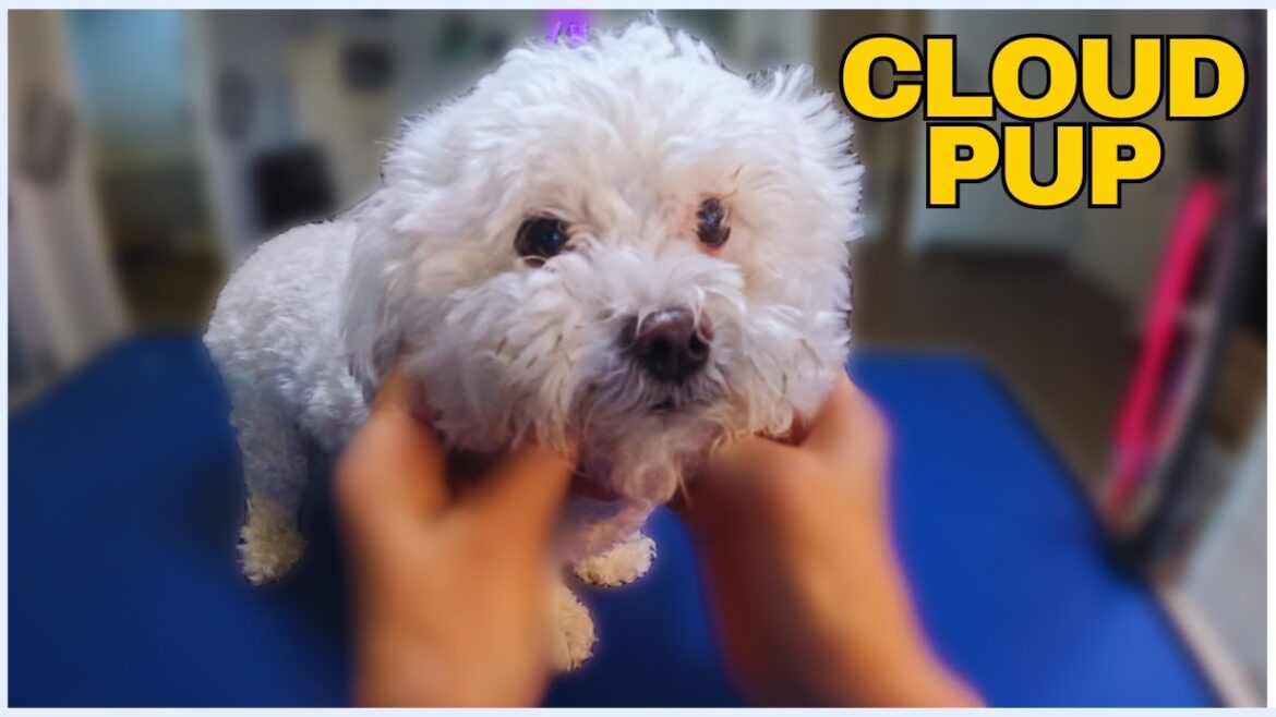 雲のような形のビションフリーゼが、とってもキュートなスパに大変身