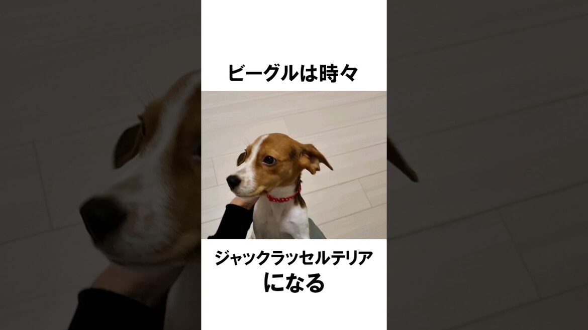 ビーグル犬あるある