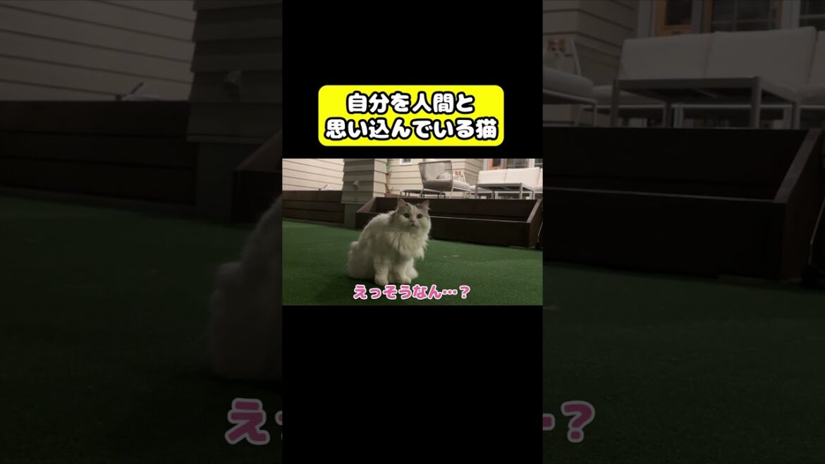 自分を人間と思いこむ猫　#猫 #おもしろ #アテレコ #ニャンチューバーつくし