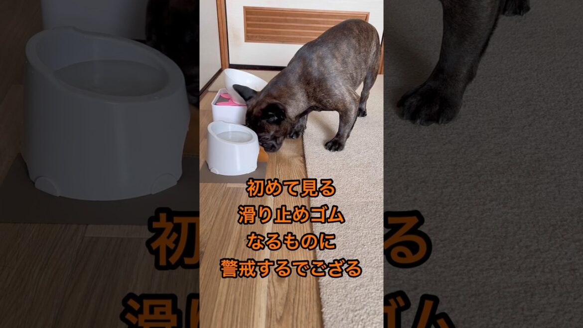 初めて見るものは警戒するのじゃ😅#フレブル #フレンチブルドッグ #frenchbulldog #shorts #shortvideo #いぬのいる生活 #犬のいる暮らし