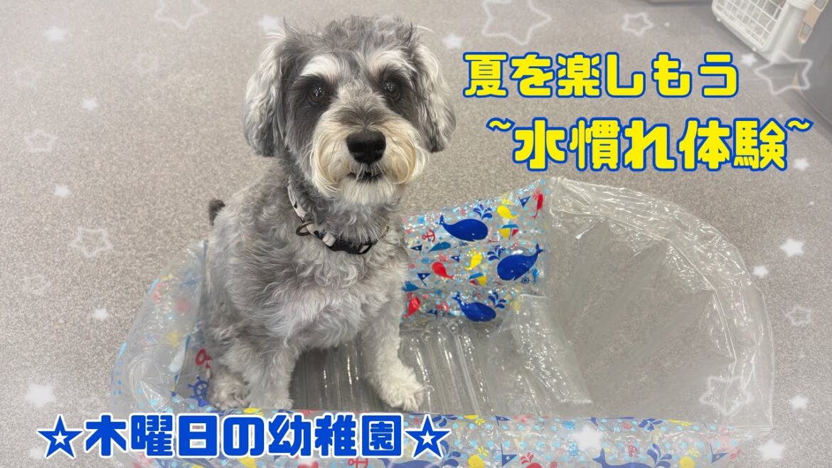 【犬の幼稚園】木曜日の幼稚園(万代店) 【犬の幼稚園】木曜日の幼稚園(万代店)