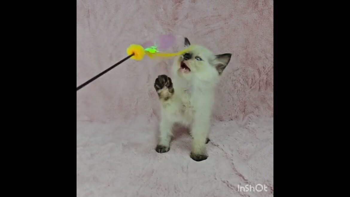 バーマン シールトーティーポイントカラーのCUTEな女の子♡ バーマン シールトーティーポイントカラーのCUTEな女の子♡