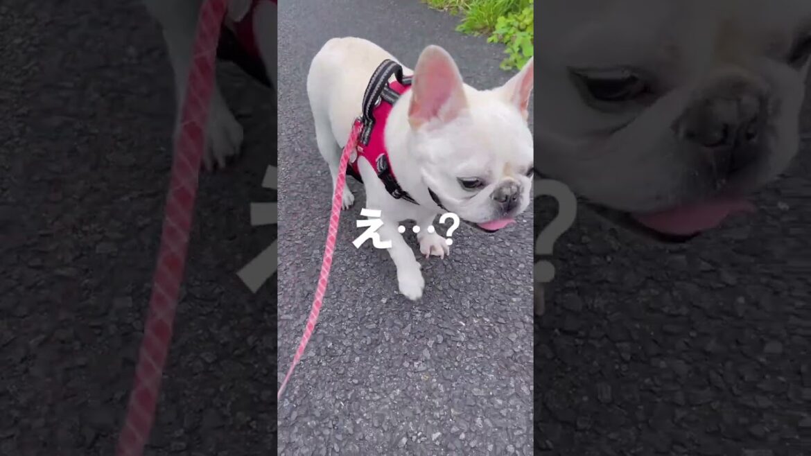 え…!?【フレンチブルドッグ frenchbulldog】 #dog #フレブル飼い方 #ペット え...!?【フレンチブルドッグ frenchbulldog】 #dog #フレブル飼い方 #ペット