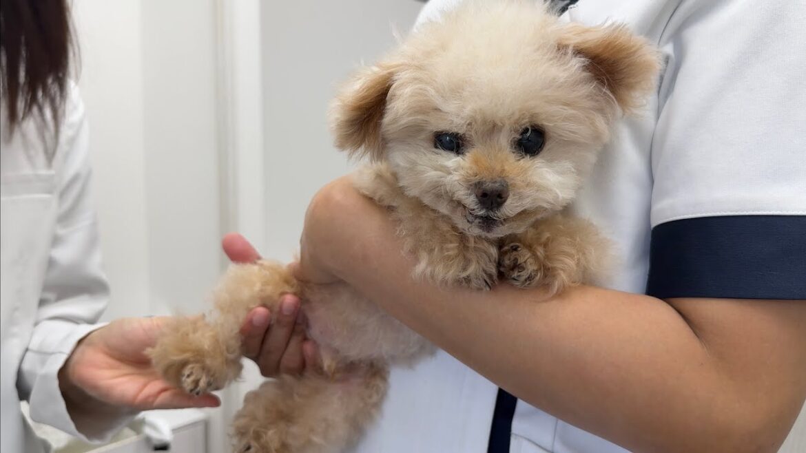 【LIVE】クレマさん病院がんばりました【トイプードル】