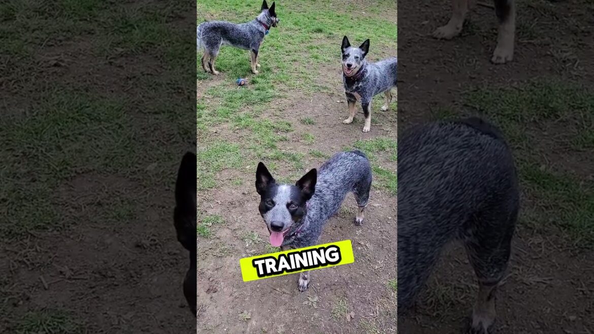 ブルー・ヒーラーの3つの最悪な点