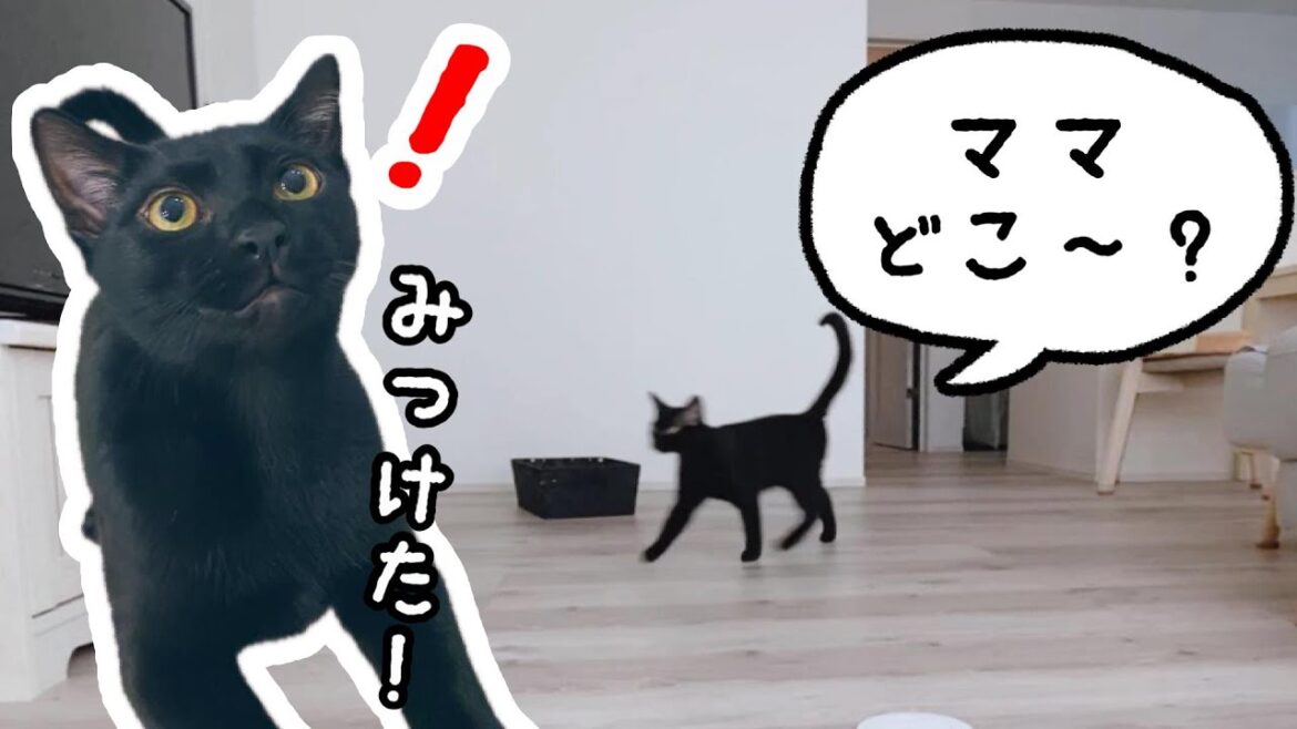 子猫とかくれんぼしたら可愛すぎた【黒猫】【ボンベイ】