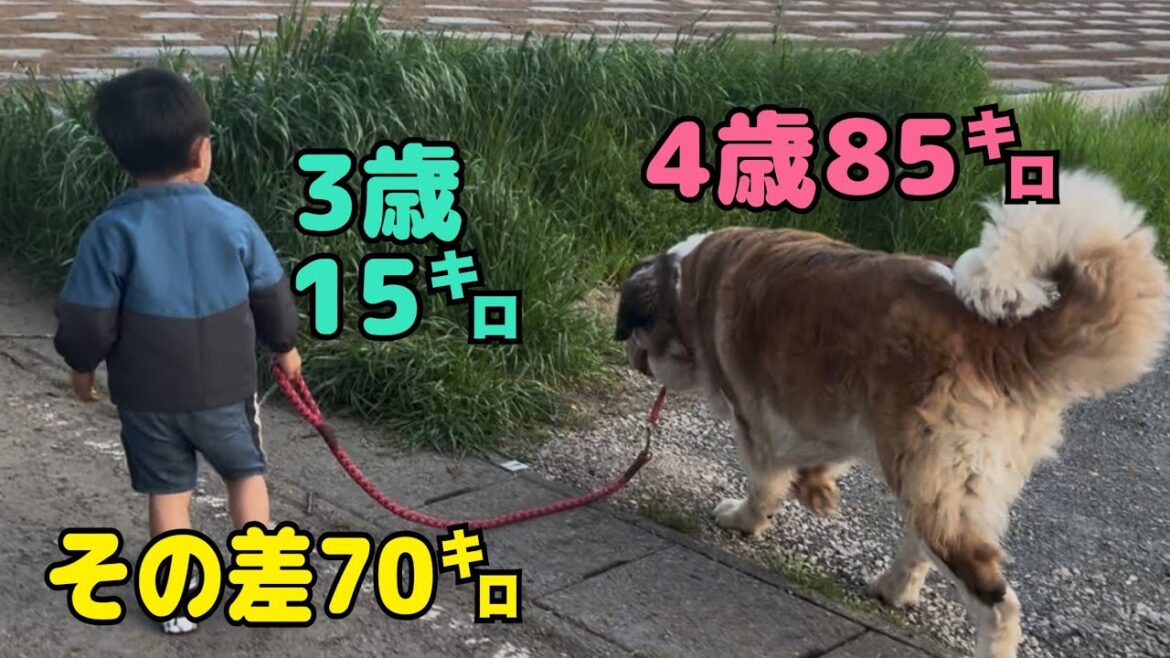 【セントバーナード】保護者監視の下、85kgのセントバーナードを15kgの孫がリードしてお散歩をします。セントバーナードはおとなしいので、3歳の孫でも安全にお散歩ができます。 【セントバーナード】保護者監視の下、85kgのセントバーナードを15kgの孫がリードしてお散歩をします。セントバーナードはおとなしいので、3歳の孫でも安全にお散歩ができます。