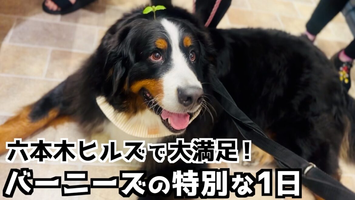 【ご招待】六本木ヒルズのNINE9＋でバーニーズとマルシェを体験してきた🐾