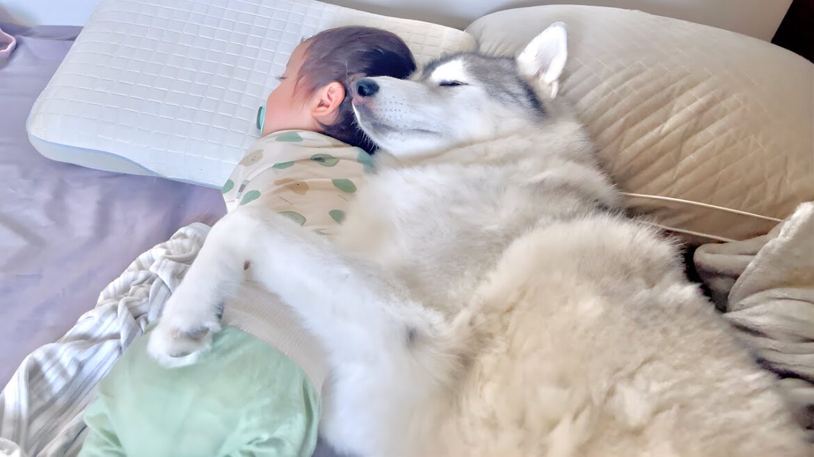 入院中で居ないママの代わりに娘を寝かしつける愛犬が頼もしすぎました・・・