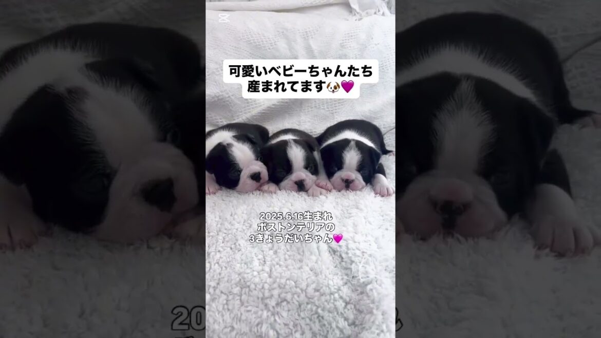 #ぼすとんてりあ #ボストンテリア #ボストンテリアの子犬  #ふれぶる #フレンチブルドッグ #ふれんちぶるどっぐ #フレンチブルドッグ子犬 #赤ちゃん #こいぬ #子犬動画 #nexus #京都