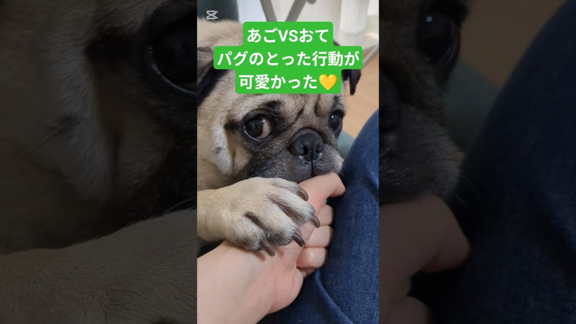 「あご」してほしい飼い主VS「おて」したいパグw #shorts #pug #dog #パグ #犬 #癒し