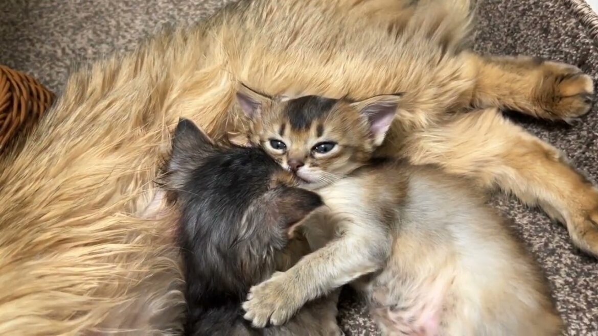 まだご飯は食べない〜生後25日〜 ソマリの仔猫