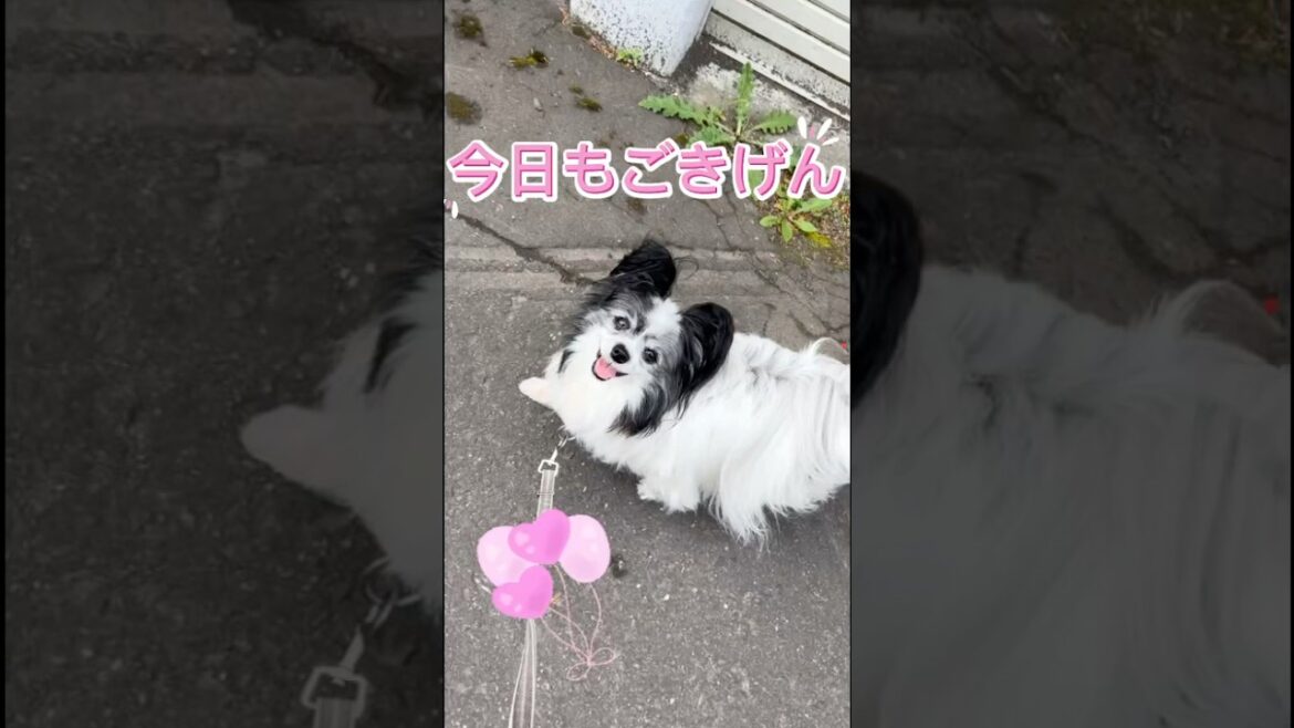 【パピヨン】のんびりてこてこ、お散歩日和🐾
