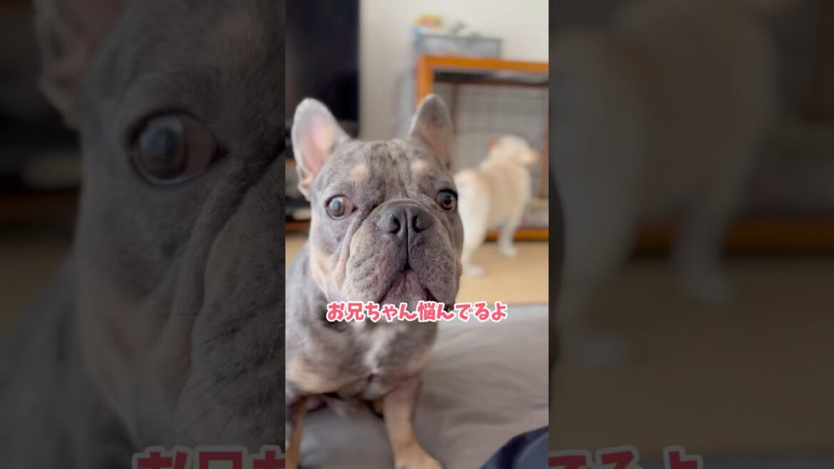 兄の独特すぎるルーティンと知ったこっちゃない弟w #shorts