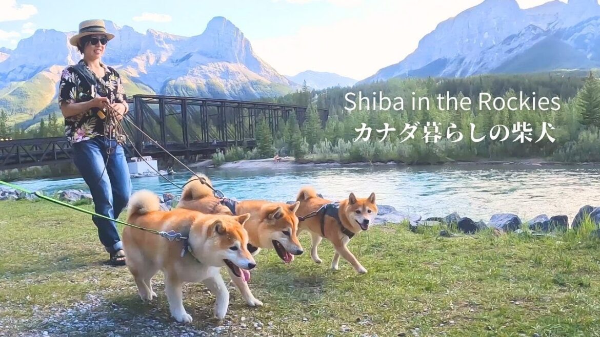 2年ぶりに兄弟柴と再会した柴犬ナラの反応が予想外でしたww [4K]