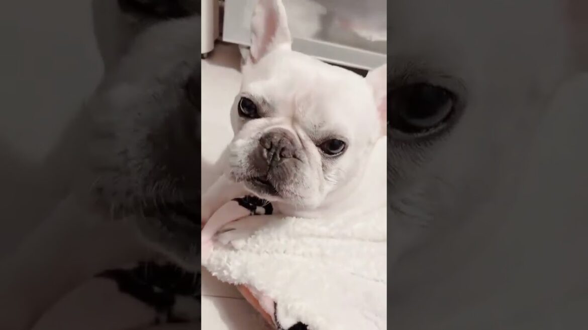 フワフワに包まれて❤️【フレンチブルドッグ frenchbulldog】 #dog #ペット #フレブル飼い方 フワフワに包まれて❤️【フレンチブルドッグ frenchbulldog】 #dog #ペット #フレブル飼い方