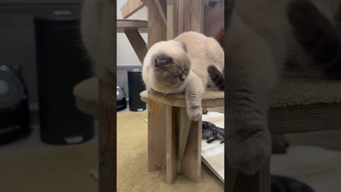 スコティッシュフォールドってどんな猫？ #猫カフェmocha #猫のいる暮らし #猫好きさんと繋がりたい