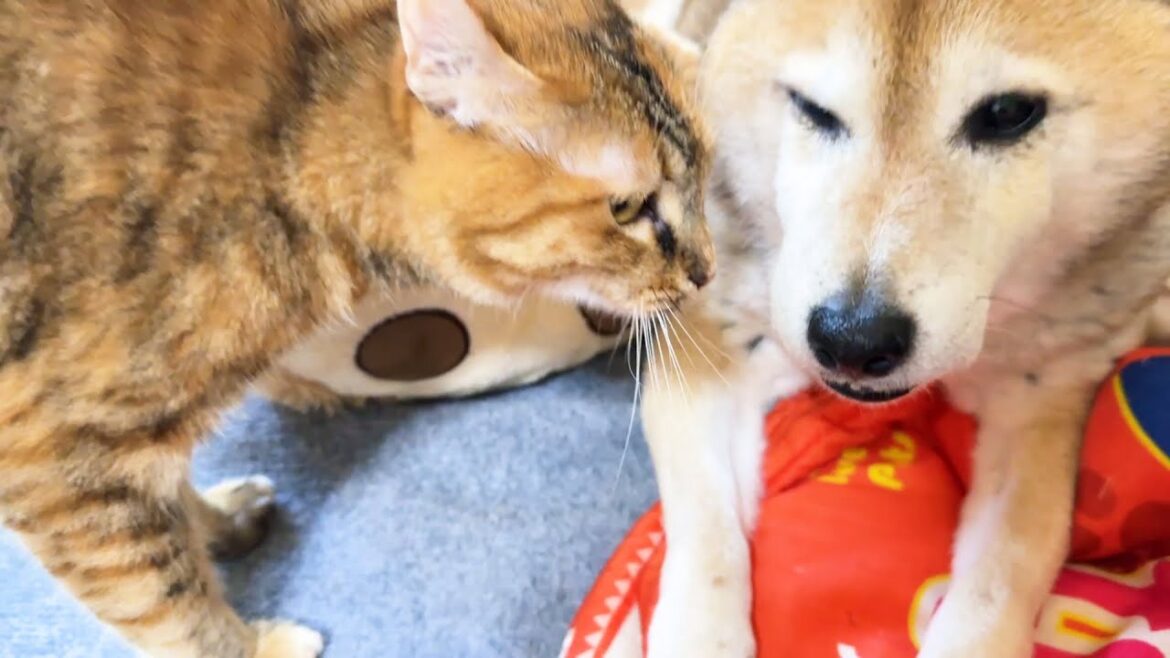 柴犬が好きすぎる子ども猫は柴犬が移動すると探してついていきます