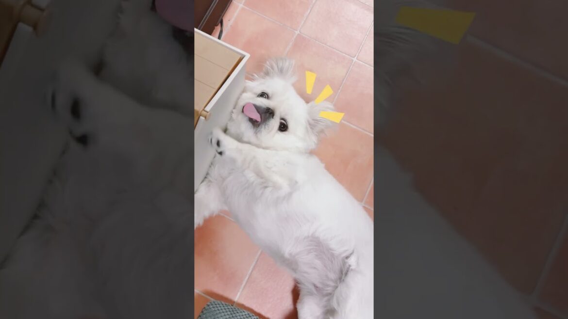 くつろぎ方が独特なペキニーズ#shorts #ペキニーズ #犬のいる生活